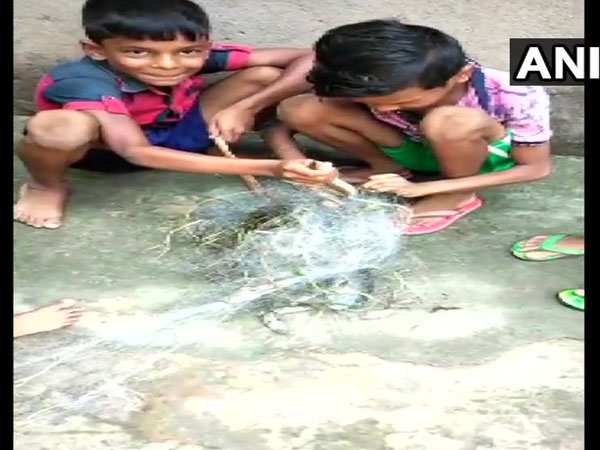 Children rescue a non-venomous snake that trapped in a fishnet in Uthaninuagaon village