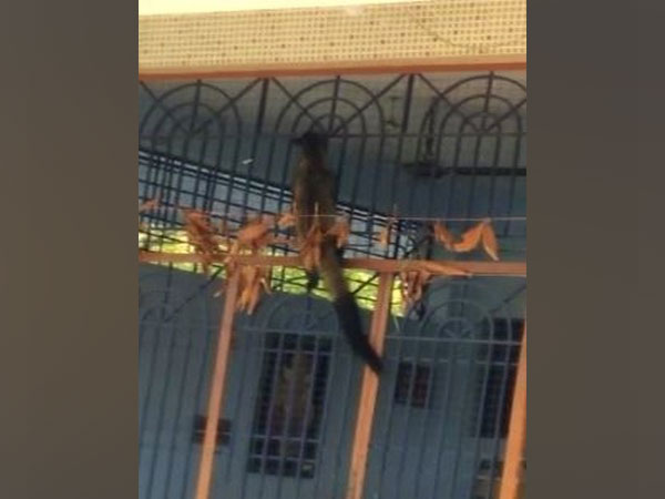 An Indian civet was found at a temple in Romadala village of Patapatnam Mandal this morning.