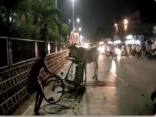 A cow attacked person who took away her dead calf two weeks ago in Krishna district [Photo/ANI]