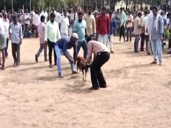 A visual from a cockfight in Machilipatnam, Andhra Pradesh on Tuesday. 