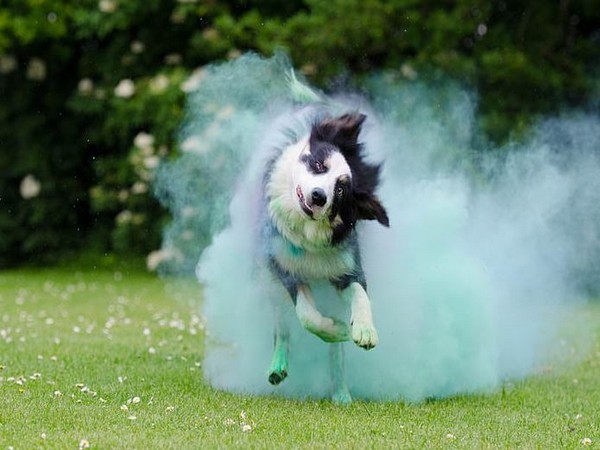Avoid hitting your four-legged companion with a splash of colours this Holi
