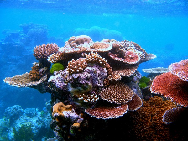 Coral outcrop reef