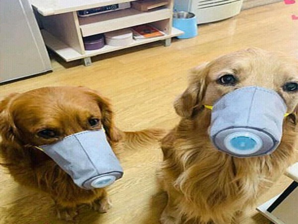 The masks were originally purposed for protecting the pooches from polluted air (Picture Courtesy: Twitter)