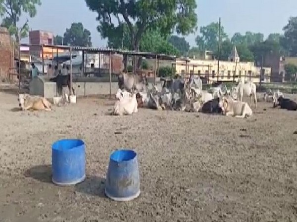 Visual of cow shelter in Kachhla area of Budaun district of Uttar Pradesh. Photo/ANI