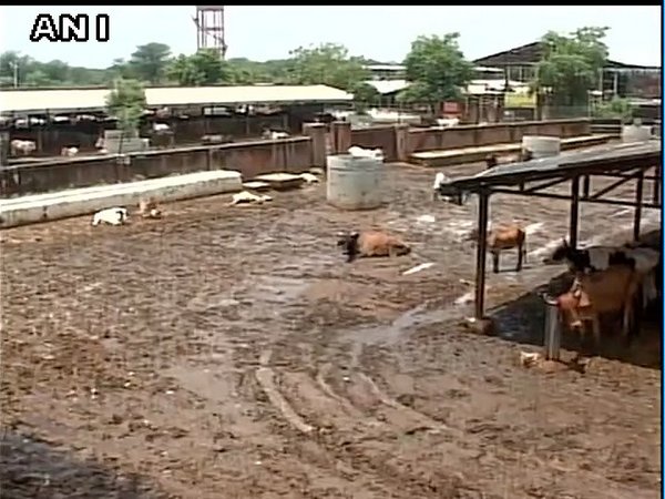 Rajasthan Govt. seeks report on Hingonia Gaushala incident