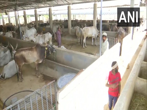 Visuals from cow shelter in Bengaluru.