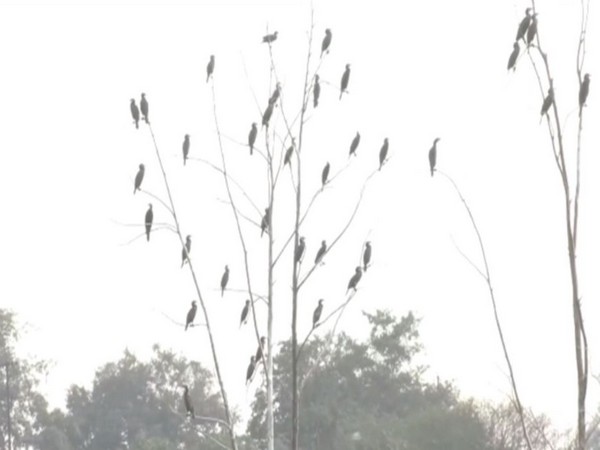 UP witnesses heavy influx of Siberian cranes 