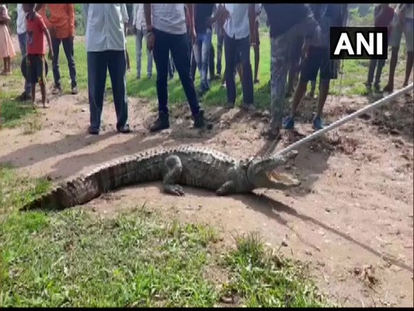 A 7-feet-long crocodile which was captured from the fields at Muvada village of Baghola Tehsil in Vadodara two days ago.