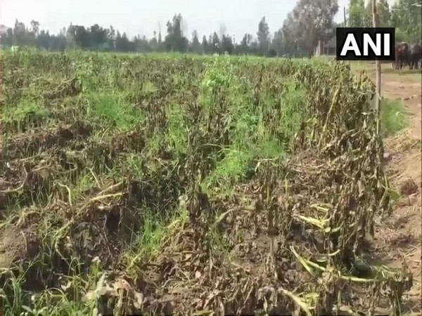 crop dmged in agricultural field in Moradabad