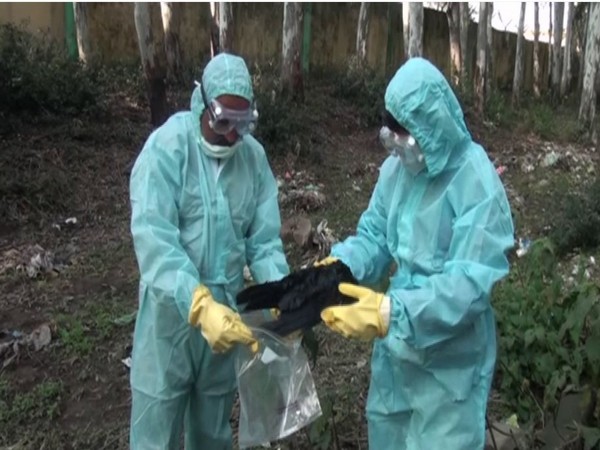 150 crows have been found dead in Jammu & Kashmir's Udhampur district on Thursday. (Photo/ANI)