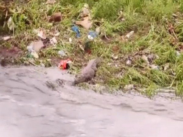 A crocodile spotted near Puranapul Bridge in Hyderabad (Photo/ANI)