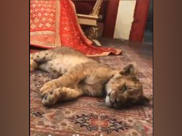 A sedated lion cub used in bridal photoshoot in Pakistan (Twitter)