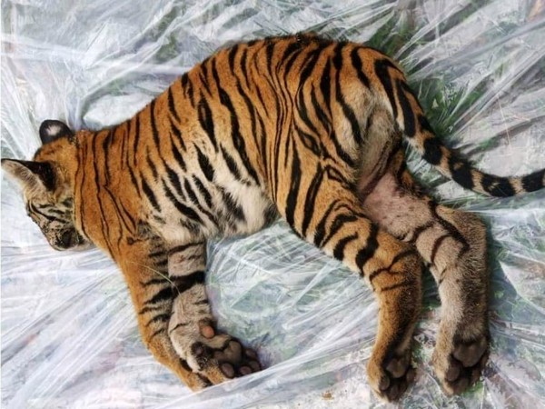 The tiger cub who died in Bandhavgarh National Park. Photo/ANI