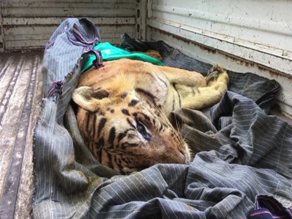 The carcass of tiger B1 (ANI).