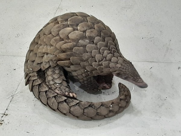 Odisha Police seized a live pangolin in Cuttack (Photo/ANI)