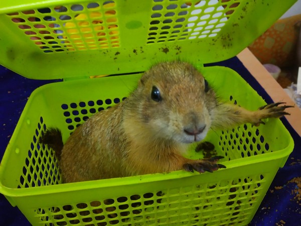 One of exotic animals recovered from the smuggler at Chennai International airport. Photo/ANI