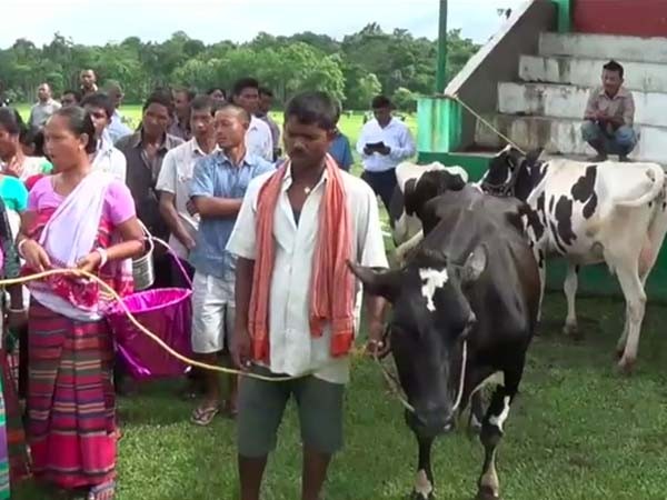 Dairy farming boosts sustainable livelihood in Meghalaya