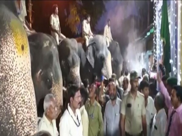 Elephants are being prepared for Jaboswari procession in Mysore. (Photo/ANI)