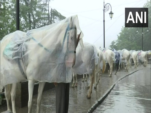 People looking after horses in Shimla demand shelter for horses as they lie drenched in the open amid the rains. Visuals from earlier on Wednesday (Photo/ANI)