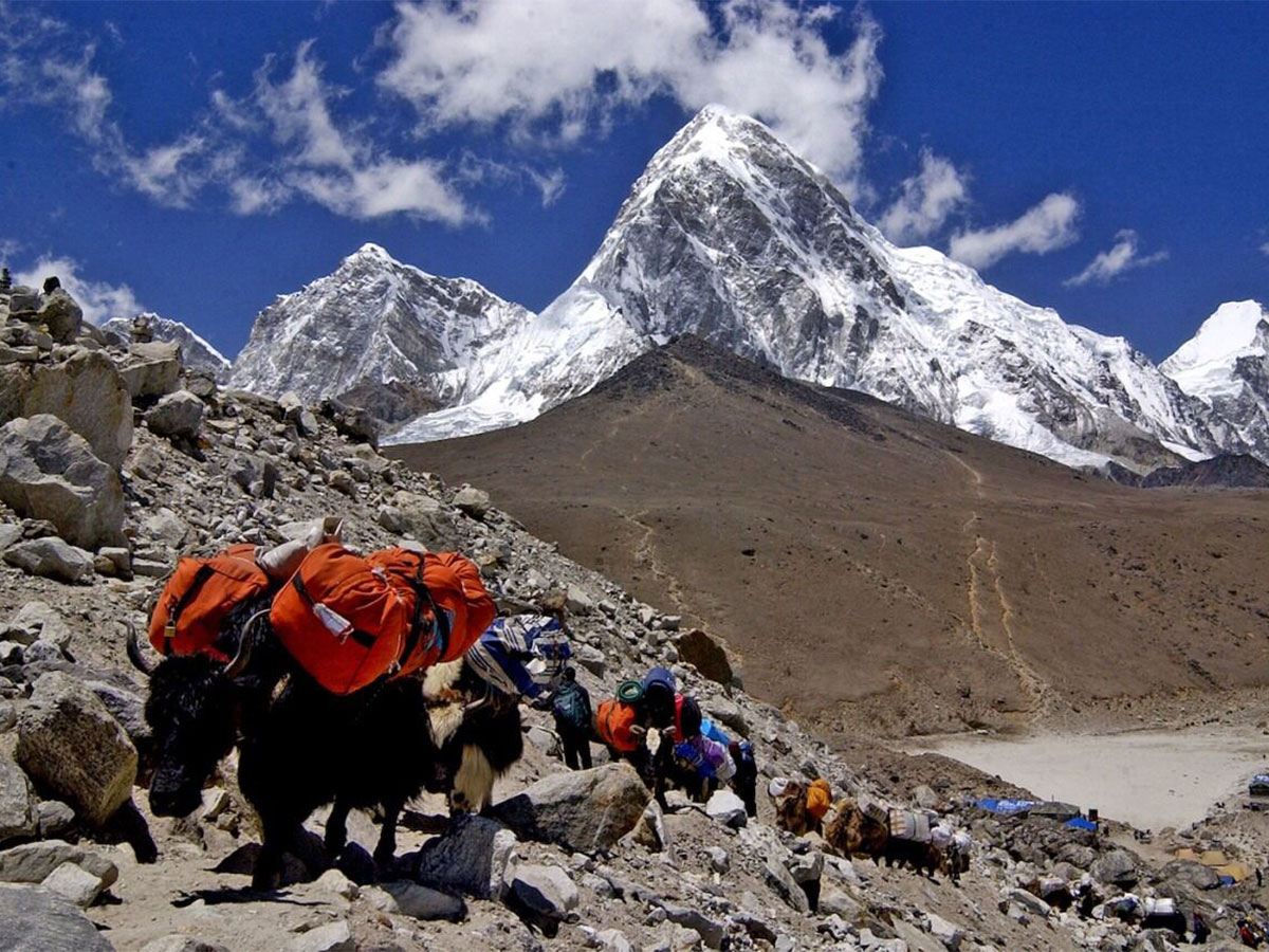 Yaks carry load on their back for the mountaineers in the Everest Region. (Photo/Nepal Tourism Board)