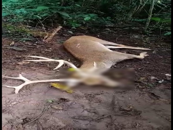 A male swamp deer died due to a prolonging illness at the Nandankanan Zoological Park today. (Photo/ANI)