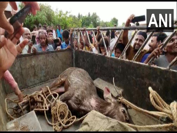 Visual of the rescued deer (Photo/ANI) 