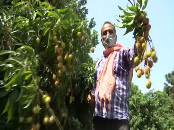 Virender Sharma, a farmer in Jammu with his litchi crop(Photo/ANI)