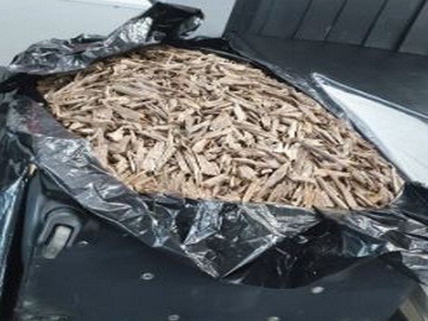 The seized Agarwood at the IGI Airport in New Delhi. Photo/ANI