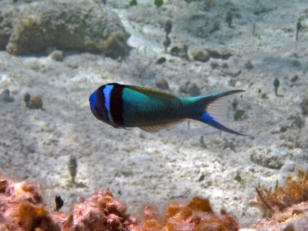 A dominant male with a blue head protects a harem of yellow females.