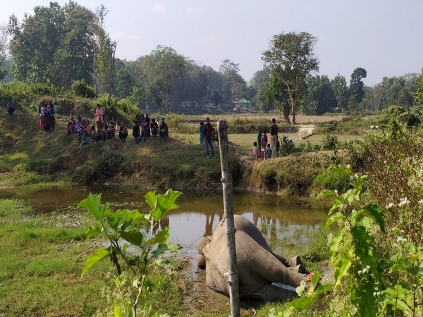 Carcasses of two elephants were found in Karbi Anglong district (Photo/ANI)