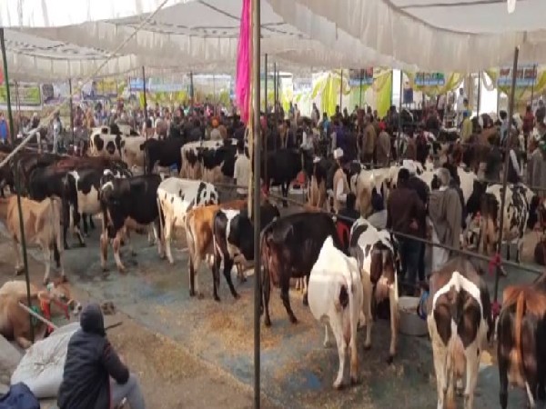 Visual of Vishal Pashudhan Vyapar Mela (Photo/ANI)