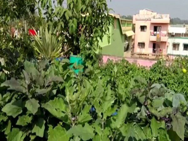 Rooftop farming in Odisha's Mayurbhanj (Photo/ANI)