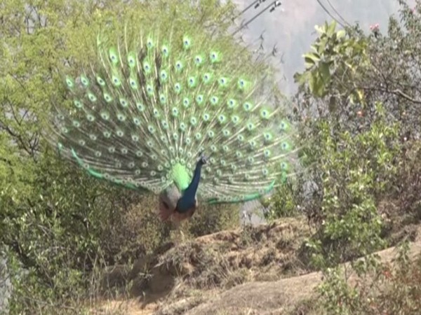 A peacock spreading its feathers in Udhammpur's Sunal
