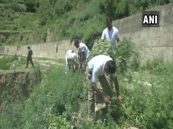 A team of SSB personnel and doctors destroying cannibus plantation in Doda, Jammu and Kashmir on June 26. Photo/ANI