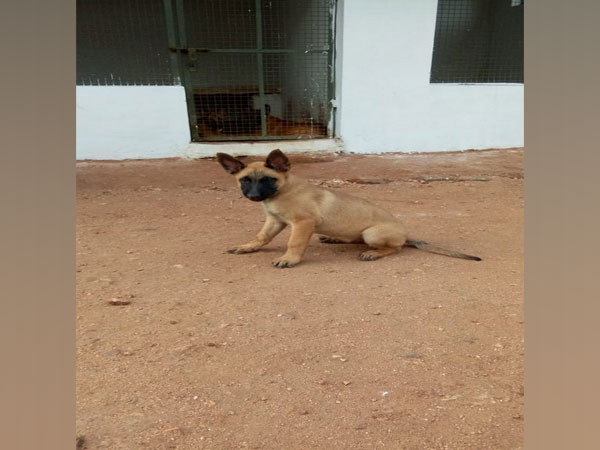 Khoj, dog of Belgian Malinois breed