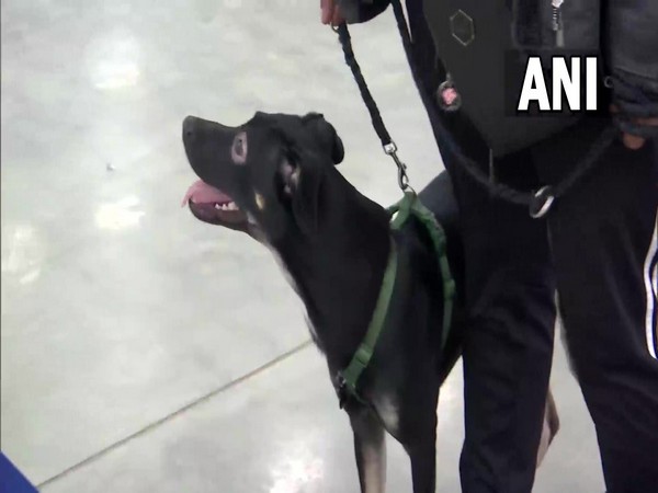 Dog Maliboo (Photo/ANI)