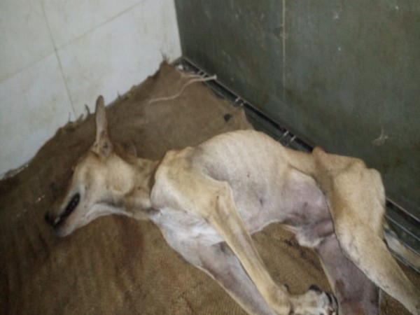 The dog which was beaten up mercilessly in a Mumbai society.