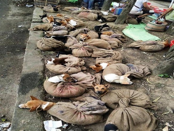 A picture from a dog meat market that went viral on social media.