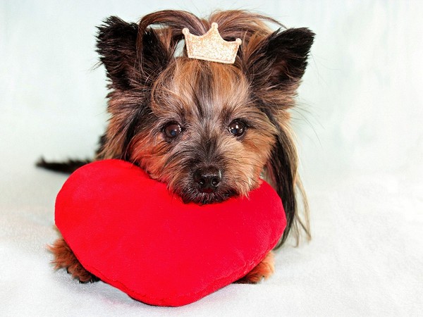 Owning a dog also has been linked to better mental health in other studies and less perception of social isolation, both risk factors for heart attacks.