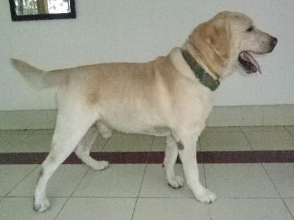 Dutch was a  decorated dog of Eastern Command [Photo/ANI]