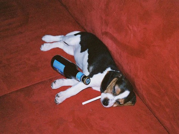 Floyd Hayes, 47 registered, beer, yes you heard it right, as his emotional support dog of choice