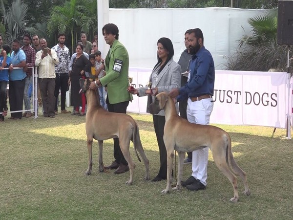 More than 150 dogs competed at a dog show in Vadodra. Photo/ANI