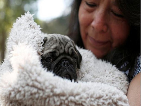 Pets are not known to be the carriers of the disease; yet they can transmit the pathogen through their surfaces.