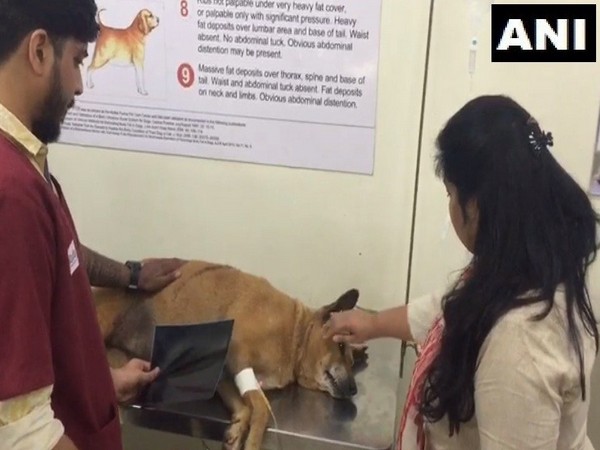 Three pellets have been found inside the dog's body 