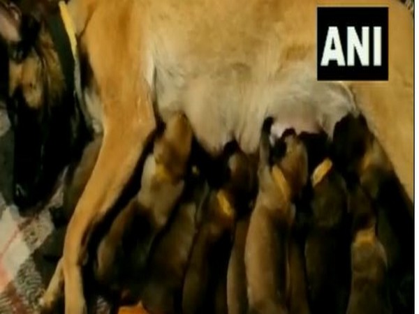 Dog feeding 13 puppies (Photo/ANI)