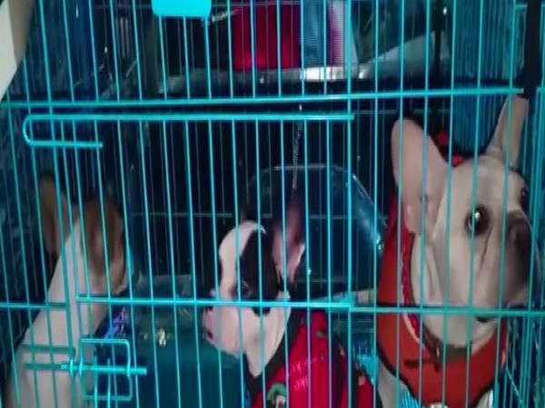 Uttar Pradesh Police recovered 10 special breed dogs who were stolen from a hospital. (Photo/ANI)