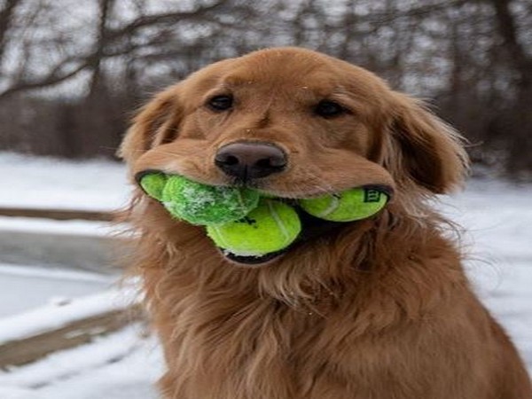 The six-year-old pooch named Finely can fix six tennis balls in his mouth (Picture courtesy: Instagram)