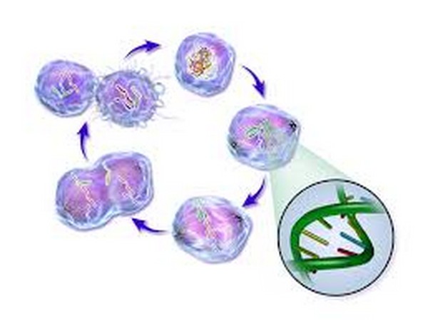  Life cycle of a cancer cell