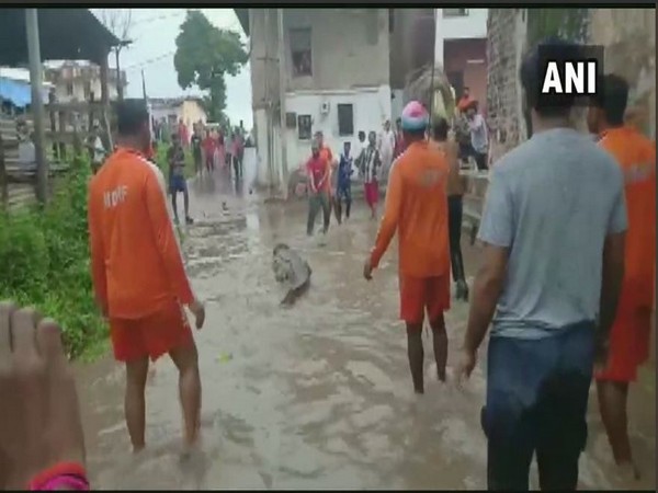 A crocodile was rescued by NDRF team from a flooded area on Saturday. Photo/ANI