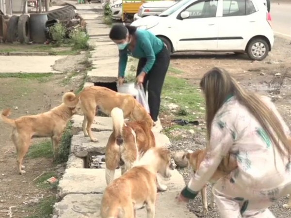 Neha and Pranavi feeding the dogs in Jammu and Kashmir's Udhampur (ANI).